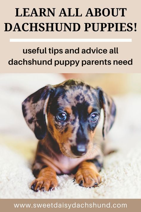 Are you ready to learn all about the mischievous yet lovable dachshund puppies? Getting a puppy is an immense responsibility and there is a lot to learn before you take the plunge. From gathering the necessary supplies before your puppy arrives to understanding how to train your puppy, we will provide all the information any potential dachshund puppy parent needs. #dachshund #dogcare #dachshundpuppies #miniaturedachshund #dogtraining Dachshund Tips, Chocolate Dachshund, Dachshund Puppy Training, Daschund Puppies, Dachshund Training, Train Your Puppy, Doxie Puppies, Dachshund Breed, Dachshund Dogs