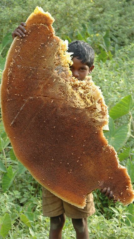 El Kattunayakan son personas tribales que viven profundamente en los bosques de la Reserva de la Biosfera Nilgiris en el sur de la India. Recogen y venden miel. Bees And Honey, Bee Stuff, Bee Hives, Wild Honey, Bee's Knees, Bee Mine, Busy Bees, Honey Bees, Bees Knees