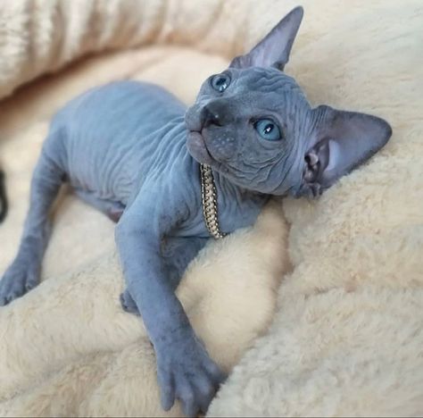 Sphynx Kittens For Sale, Hypoallergenic Cats, Hairless Cats, Sphinx Cat, Rex Cat, Kitten For Sale, Cats For Sale, Hairless Cat, Sphynx Cat