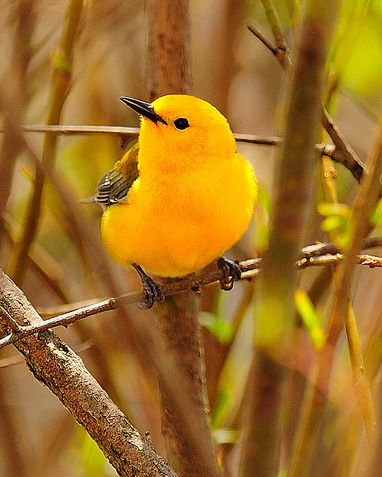 Prothonotary Warbler Tucan Birds, Fingerprint Birds, Oragami Birds, Audobon Birds, Birds Quotes, Aesthetic Birds, Kite Bird, Bird Aesthetic, Birds Feeder