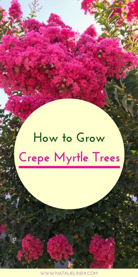 Cape Myrtle Tree, When To Plant Crepe Myrtle Trees, Crape Myrtle Tree Care, Planting Crepe Myrtle Trees, Crepe Mertyl Trees Landscaping, Crepe Myrtle Landscaping Front Yards, Flowering Trees For Front Yard, Crepe Myrtle Bush, Crepe Myrtle Landscaping