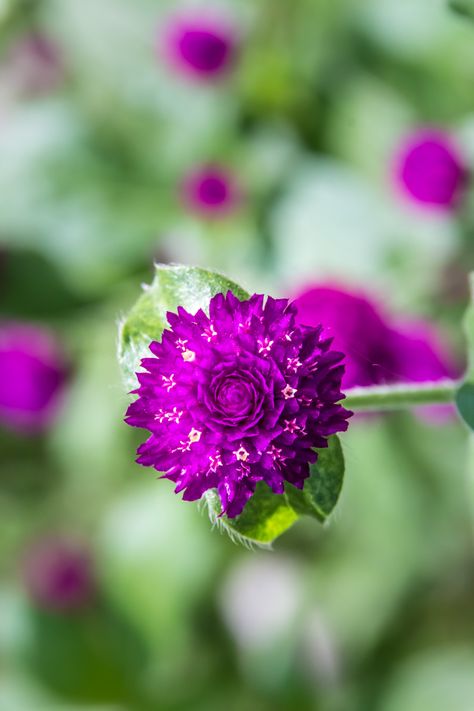 Globe amaranth | larecetty | Flickr Globe Amaranth Flower, Amaranth Flower, Globe Amaranth, Beautiful Plants, Amaranth, Blackbird, Visual Design, Black Bird, Green And Purple