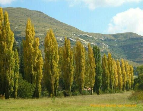 Autumn in Clarens, Eastern Free State, South Africa. Synonomous Poplar Trees found all over Clarens!   Photograph by Martie van Niekerk Free State South Africa, Anne Of Windy Poplars, All About Africa, Van Niekerk, African Skies, Poplar Tree, Beautiful Town, Free State, South Africa Travel