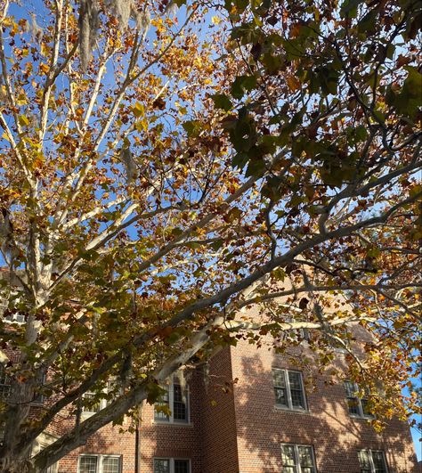 view of building and fall leaves during golden hour Fall In Florida Aesthetic, Autumn In Florida, Fall Aesthetic Florida, Florida Fall Aesthetic, Fall College Aesthetic, Florida Autumn, Autumn Ambience, Future Board, Awake My Soul