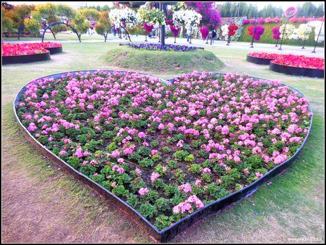 Should I wait for love? Should I wait for love? Should I wait for love? Should I wait for love? Should I wait for three little words that we're so scared of ? #WaitForLove #WinterFields #dubaimiraclegarden Heart Shaped Flower Bed, Heart Shaped Garden, Wait For Love, Easy Garden Ideas Landscaping, Rock Yard, Memory Garden, Flower Park, Heart Garden, Backyard Ponds