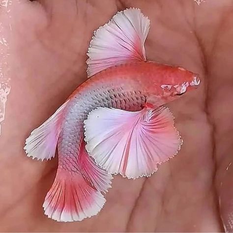 Betta Fish Mermaid, Mermaid Betta Fish, Betta Fish Mermaid Tail, Dumbo Ears, Betta Fish Types, Blue And Red Betta Fish, Fish Tank Design, Aquarium Landscape, Beauty People