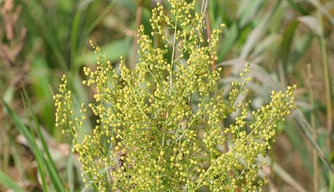 Grow Full Sun Annuals, Artemisia Annua, Peppermint Plants, Sweet Annie, Sun Garden, Fragrant Plant, Sun Plants, Annual Flowers, Starter Plants