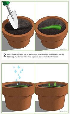 Growing Aloe Vera, Healthy Nutrition Plan, Denim Overshirt, Gardening Hacks, Plant Hacks, Aloe Plant, Aloe Vera Plant, Aloe Leaf, 140 Pounds