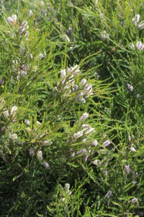 Honey Bracelet Plant, Gaia's Garden, Bush Tucker, Myrtle Tree, Australian Natives, Australian Native Garden, Australian Native Plants, Sales Office, Native Garden