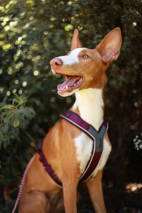 Iziban Hound, Hunting Hounds, Ibizan Hound White, Afghan Hound Dog, Putrid Hound, Hound Dog Breeds, Short Haired Dogs, Hound Breeds, Ibizan Hound