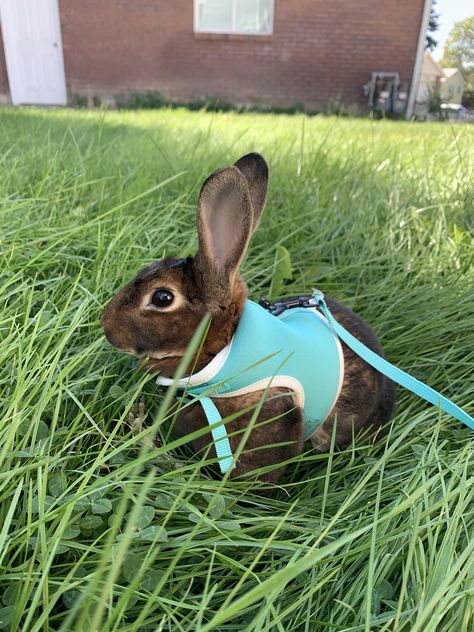 How To Hold A Rabbit, Pet Bunny Photoshoot, Rabbit On Leash, Bunny Owner, First Time Rabbit Owner, Editing Tricks, Rabbit Lover, Photo Editing Tricks, Take A Photo