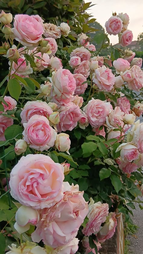 Victorian Rose Garden, English Rose Aesthetic, Garden Core Aesthetic, Rose Garden Aesthetic, Climbing Flowers Trellis, Pink Roses Garden, Jessica Core, Cottage Core Flowers, March Aesthetic