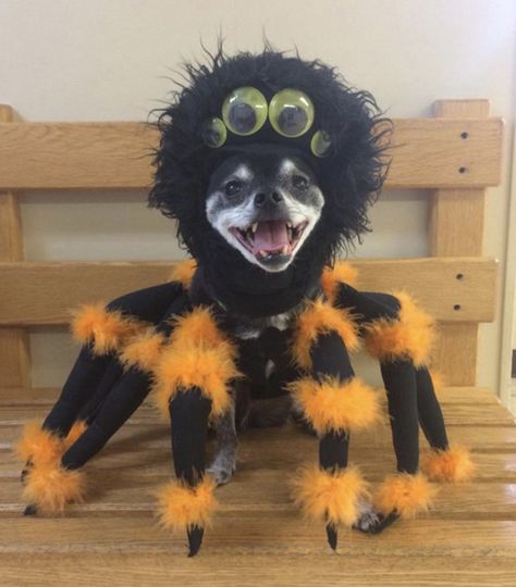 Chihuahua Halloween Costumes, Spider Halloween Costume, Beetlejuice Costume, Dino Costume, Spider Costume, Spooky Costumes, Scary Dogs, Pet Halloween Costumes, Scary Costumes