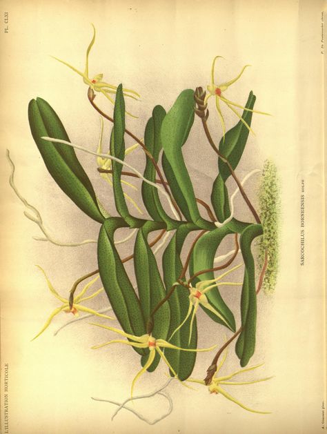 v.39 (1892) - L'Illustration horticole : - Biodiversity Heritage Library Scientific Drawing, Biology Art, Historical Illustration, Science Illustration, Plant Tattoo, Pitcher Plant, Botanical Illustration Vintage, Carnivorous Plants, Plant Print