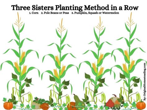 The Three Sisters Companion Planting Three Sister Companion Planting, Companion Plants For Corn, Corn Companion Plants, Corn Companion Planting, Companion Planting Garden Layout, Three Sisters Gardening, 3 Sisters Garden Layout, 3 Sisters Planting Guide, Three Sisters Garden Layout