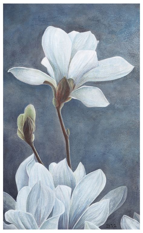 White Magnolia Painting, Magnolia Artwork, Magnolia Flower Wallpaper, Magnolia Flower Painting, Magnolia Painting, Magnolia Art, Magnolia Paint, Magnolia Flowers, Watercolor Flower Art