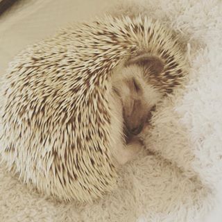 Sleeping Hedgehog, Happy Hedgehog, Sleeping Animals, Hedgehog Pet, Baby Hedgehog, A Hedgehog, Nocturnal Animals, Cute Hedgehog, Instagram Analytics