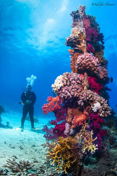 Shark El Sheikh, Freighter Ship, Sea Aquarium, Alexandria Egypt, Sharm El Sheikh, The Reef, Sea Coral, Underwater Life, Manifestation Board