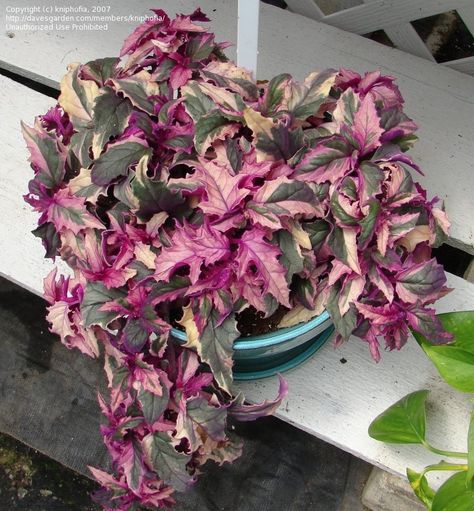 Gynura aurantiaca, Variegated Purple Velvet Plant, Variegated Purple Passion Plant Gynura Aurantiaca, Indoor Plants Names, Velvet Plant, Purple Passion Plant, Wishlist Plants, Pink Plants, Plant Wishlist, Fairy Homes, Hibiscus Plant