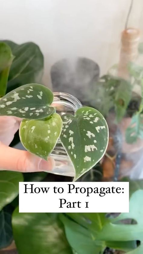 houseplantparadisee on Instagram: Stay tuned for part two where we transfer your propagation to soil or read about it at my blog whitneysfloradesigns.com ☺️🌱 What are you… Best Air Purifying Plants, Vining Plants, Plant Care Houseplant, Hanging Plants Indoor, Inside Plants, Plant Propagation, Growing Plants Indoors, Veg Garden, Free Plants