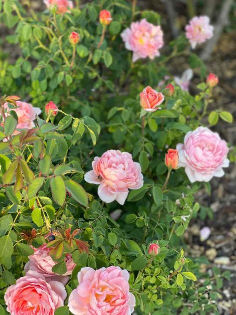 How to Grow Beautiful David Austin Roses Without Breaking your Back - Cindy Hattersley Design David Austin Climbing Roses, David Austin Juliet Rose, David Austin Olivia Rose, Strawberry Hill Rose David Austin, David Austen English Roses, Boscobel Rose David Austin, Rose Fertilizer, Food Plot, Rose Arbor