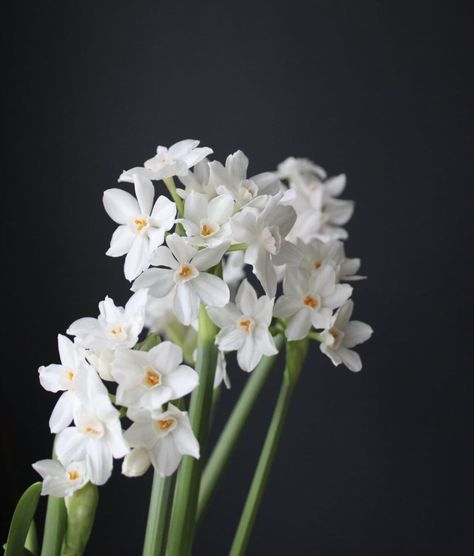 Narcissus Paperwhite Tattoo, Narcissus Papyraceus, Flowers Facts, Narcissus Paperwhite, Paperwhite Flowers, Narcissus Tattoo, Paperwhite Narcissus, Narcissus Flower, Palmetto Bluff