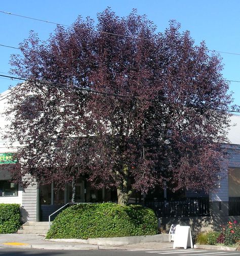 canada red chokecherry prunus virginiana canada red Canada Red Chokecherry Tree, Prunus Virginiana, Chokecherry Tree, Ornamental Cherry, Toxic Plants, Urban Tree, Urban Forest, Street Trees, Forest Nursery