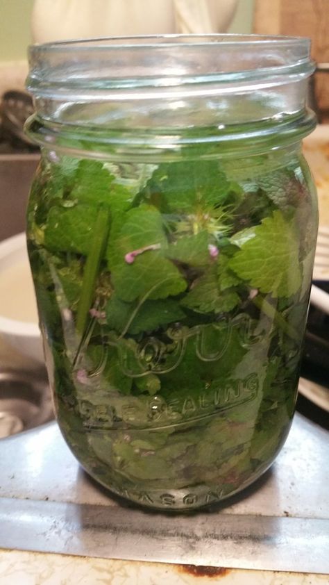 Mint Tea and Tinctures — Gifts from Goats Dead Nettle Benefits, Purple Dead Nettle Tincture, Mint Tincture, Purple Deadnettle, Apothecary Supplies, Mint Uses, Dandelion Syrup, Nettle Benefits, Natural Yard