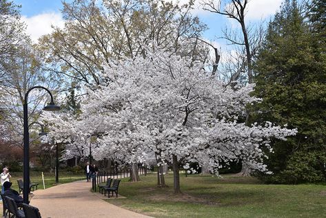 Prunus X Yedoensis, Yoshino Cherry Tree, Cherry Seeds, Flowering Cherry Tree, Farm Nursery, Dogwood Trees, Garden Nursery, Tree Seeds, How To Attract Birds