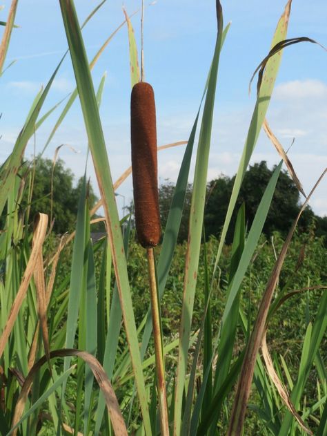 Typha latifolia - Broadleaf Cattail Broadleaf Cattail, Typha Latifolia, Invasive Species, Art Plastique, Garden Tools, Plants, Art