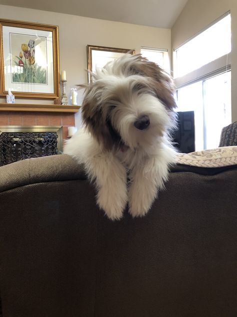 Tibetan Terrier Haircut, Bearded Collie Puppies, Polish Lowland Sheepdog, Basset Griffon Vendeen, Petit Basset Griffon Vendeen, Basset Griffon, Sheep Dogs, Tibetan Terrier, Collie Puppies