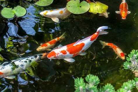 Koi Fish Artificial Pond, Koi Fish Care, Beautiful Fishes, Butterfly Koi, Ikan Air Tawar, Kolam Koi, Outdoor Ponds, Fish Feed, Koi Art