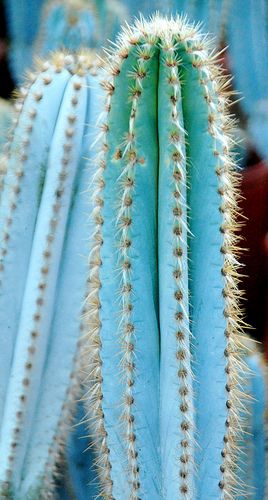 Pilosocereus pachycladus Garden Cactus, Cactus Seeds, Cactus Planta, Blue Cactus, Plant Wallpaper, Cactus Plant, Agaves, Cactus Y Suculentas, Cactus Garden