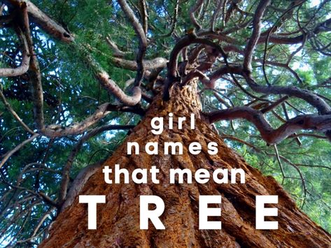 From Cedar to Bambi to Willow and beyond, each of these girl names that mean tree is beautiful and unique. Explore the list and find the perfect name for your daughter. #girlname #babyname E Baby Girl Names, List Of Boy Names, Scottish Boys Names, Hebrew Boy Names, List Of Baby Names, Hebrew Girl Names, English Boy Names, Irish Girl Names, Boy Name Meanings