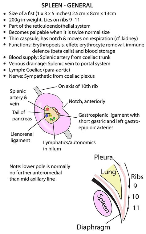 Abdomen Anatomy Notes, Sensory Organs Anatomy, Spleen Anatomy, Medical Interpreter, Medical Terminology Flash Cards, Anatomy Of The Body, Skeletal System Anatomy, Anatomy Notes, Anatomy Flashcards