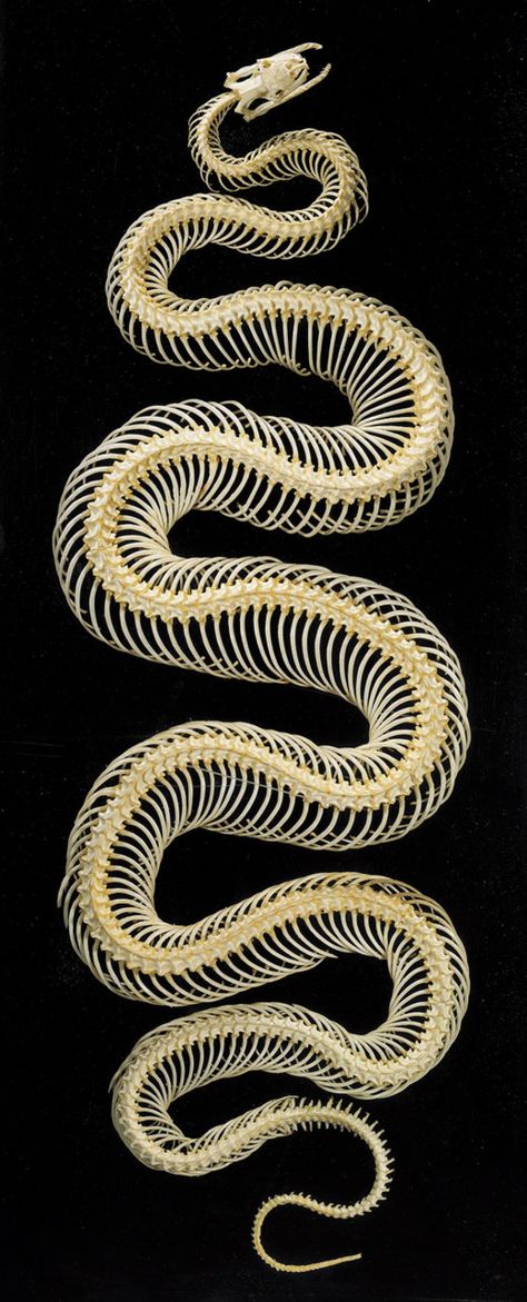 snake skeleton Snake Skeleton, Serpent Tattoo, Animal Skeletons, Animal Bones, Arte Inspo, A Snake, Reptiles And Amphibians, Animal Skulls, Skeletal