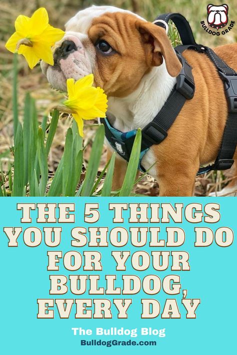 What are 5 things you can do for your Bulldog, every day, that will help improve the overall quality of both your lives? English Bulldog Care, American Bulldog Puppies, Bulldog Training, Bulldog Names, Bo Katan, Olde English Bulldogge, Bearded Dragon Cute, Dog Smells, English Bulldog Puppies