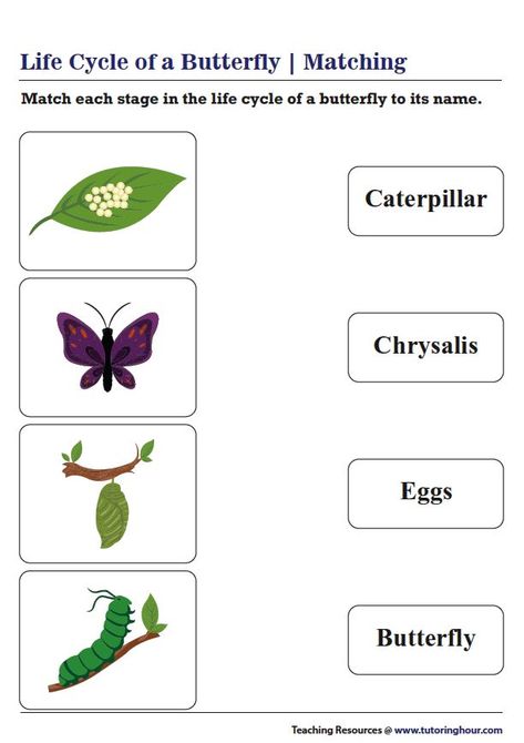 Life Cycle of a Butterfly - Matching Life Cycle Of A Butterfly Worksheet, Stages Of Butterfly Life Cycle, Butterfly Life Cycle Worksheet, Butterfly Life Cycle Kindergarten, Butterfly Life Cycle Preschool, Butterfly Worksheet, Life Of A Butterfly, Evs Worksheet, Life Cycles Kindergarten