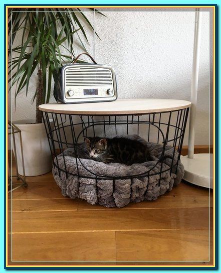 (paid link) How to Create a Safe Room for Your Cat Cool Cat Beds, Katt Diy, Katt Grejer, Wallpaper Macbook, Cat House Diy, Cat Room, Cat Diy, Cat Care, Cat Furniture