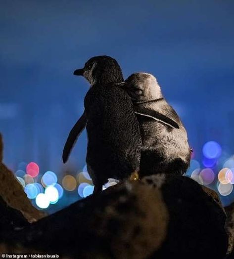 Feathered friends! Photos of widowed penguins comforting each other with an embrace wins praise from social media users who say it's the 'cutest thing they've ever seen' Penguin Hug, Melbourne Skyline, Story Of The Year, Good News Stories, Heartwarming Photos, Penguin Love, The Dark One, St Kilda, Aerial Photo