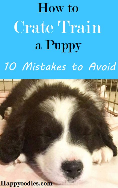 Click Training Puppy, Safe Puppy Treats, Best Way To Train A Puppy, Maltipoo Puppy Training, Best Puppy Toys To Keep Them Busy, Puppy Training Hacks, Tips For Training A Puppy, Create Training Puppies, Puppy House Training