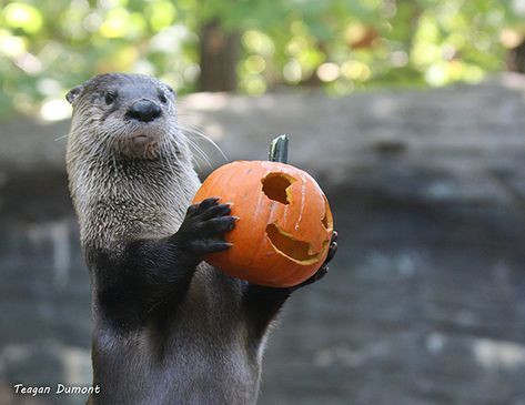 Vampires, pumpkins, and ghosts, oh my! - October 31, 2019 Halloween Otter, Otter Puns, Vampire Pumpkin, Otter Love, Baby Otters, Fun Pumpkins, River Otter, Ready For Halloween, Sea Otter