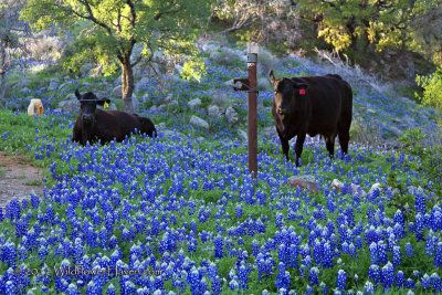 Bluebonnet Cattle by RichO Bluebonnet Field, Personal Philosophy, Texas Wildflowers, Texas Landscape, Texas Bluebonnets, Loving Texas, Texas Girl, Oak Trees, Texas Homes