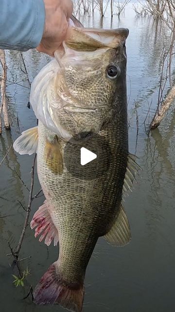 Drew Ross on Instagram: "The 7th Double Digit bass in 2024...been crazy fun!  This one went 11 and some change.
.
.
.
#kayakfishing #fishing #bassfishing #catchandrelease" Bass Fishing Boats, Mens Hats, No One Is Perfect, Fish Ponds, Uk Gifts, Fishing Gifts, Kayak Fishing, Bass Fishing, Fishing Boats