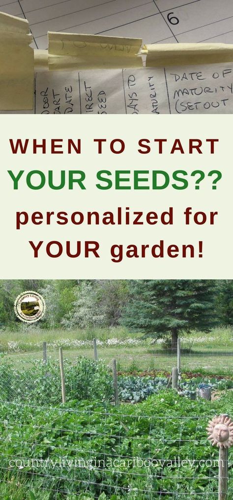 Wonder when to start seeds for your garden zone? Make your own personalized seed starting schedule. Chart when to start seeds and plan your garden harvests. #garden #seeds #gardeningzone Seed Starting Calendar, Growing Tomato, Harvest Garden, Planting Marigolds, Tomato Growing, Fall Gardening, Winter Gardening, Tomato Seedlings, Small Vegetable Gardens