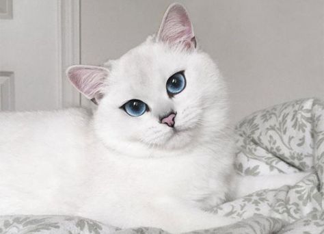 British Shorthair branco. (Foto: Divulgação). Animal Eyeliner, White Cat With Blue Eyes, Eyeliner Cat, Eye Eyeliner, Tutorial Eyeliner, Head Tilt, Simple Eyeliner, Cat Eyeliner, Cat With Blue Eyes