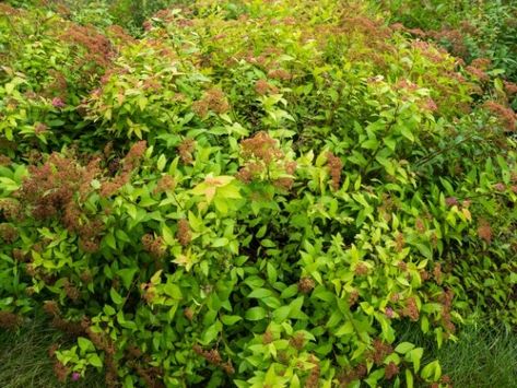 When To Trim Spirea Bushes, Pruning Spirea Bushes, Spirea Goldflame, Goldflame Spirea, Magic Carpet Spirea, Spirea Bush, Spirea Shrub, Plant Structure, Tree Seedlings