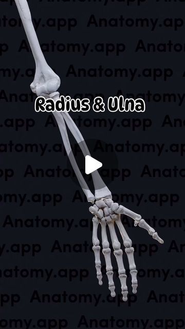 Radius And Ulna Anatomy, Ulna Anatomy, Upper Limb Muscles, Carpal Bones, Anatomical Position, Radius Bone, Anatomy App, Radius And Ulna, Arm Bones