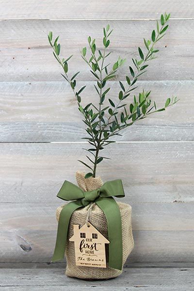 Tree Gift Ideas, Gift Tree Ideas, Plant As A Gift, Plant Gifting Ideas, Trees In A Box, Garden Gift Ideas, Plants For Gifts, Tree Gifts, Plants Gift Ideas