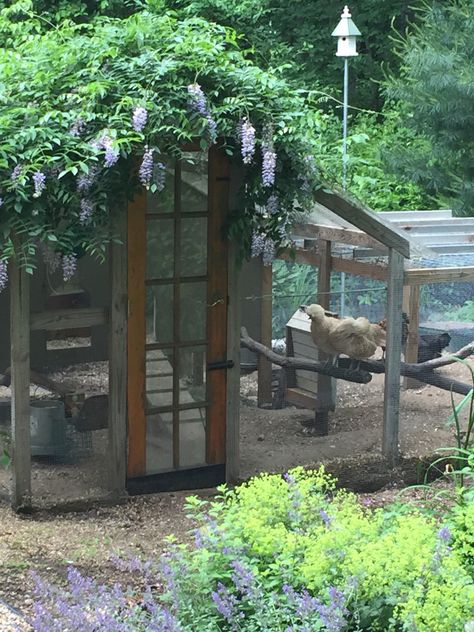 Wisteria on the roof of the coop adds shade. Recycled door Cottage Core Chicken Coop, Narrow Chicken Coop, Quail House, Urban Chicken Coop, Wisteria Vine, Chicken Coop Garden, Recycled Door, Backyard Chicken Coop Plans, Chicken Coop Run